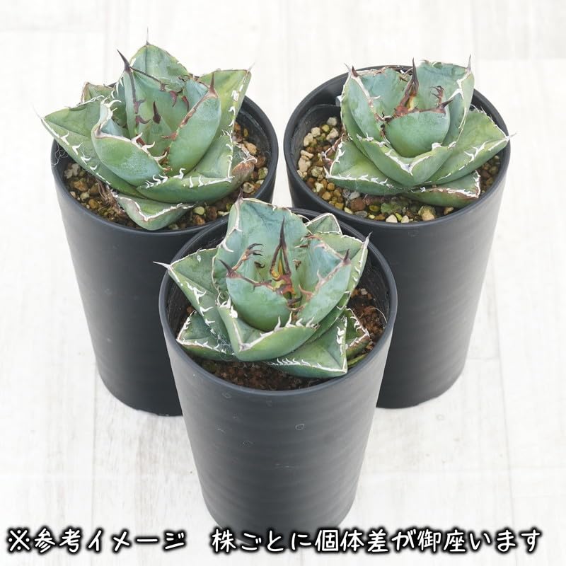 Amazon.co.jp: Agave Chitanota 